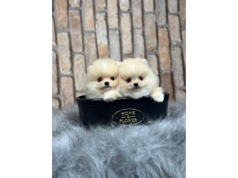 Pomeranian boo yavrulara yuva