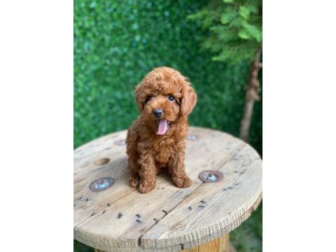 Toy poodle mini boy dişi yavrumuz