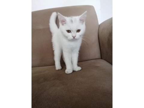 British shorthair bebekler