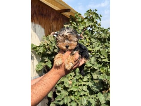 Morkie yorkshire