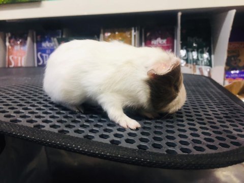 Guinea pig ler