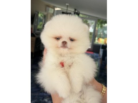 Kusursuz karbeyaz mavi gözlü pomeranian boo