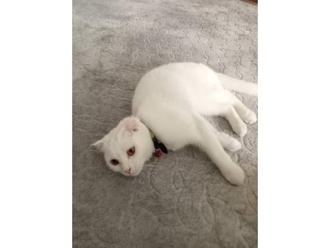 Uygun puanı british shorthair kızımız 11 aylık dişi