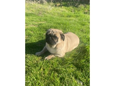2.5 yaşında sağlıklı bir dişi pug köpeği