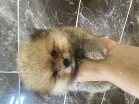 Orjinal ayı surat pomeryan booo bebekler
