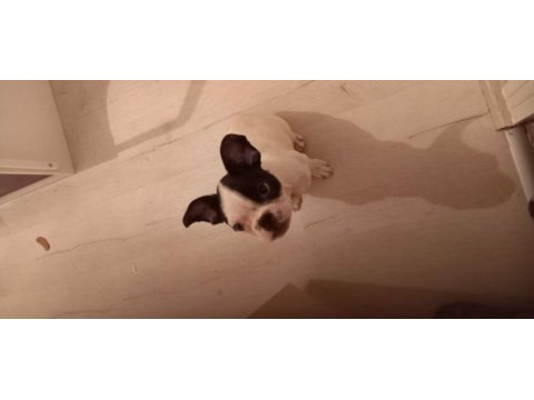 Sıfır burun french bulldog 3,5 aylık