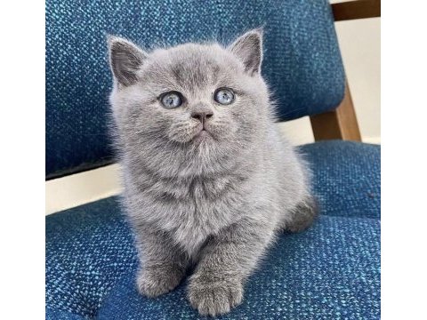 Brıtısh shorthair yavrularım 