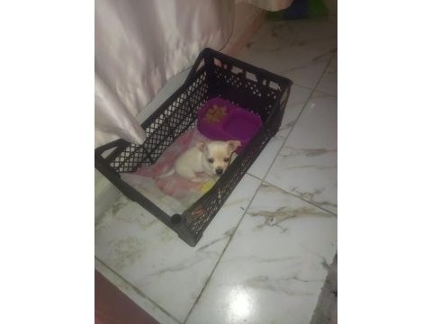 Pinscher köpeğimiz