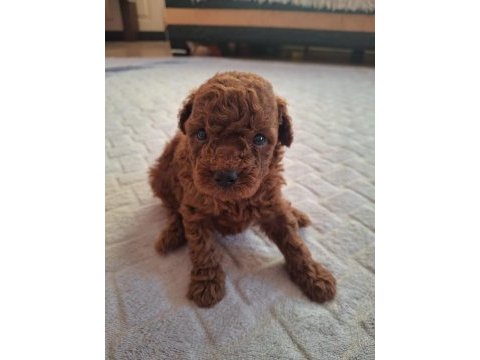 Red brown toy poodle yavrular