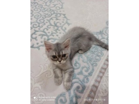 British longhair