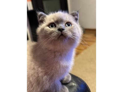 Blue point british shorthair