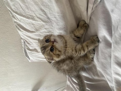Fındık suratlı scottish fold bebek