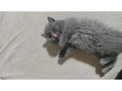 Minik british shorthair kız