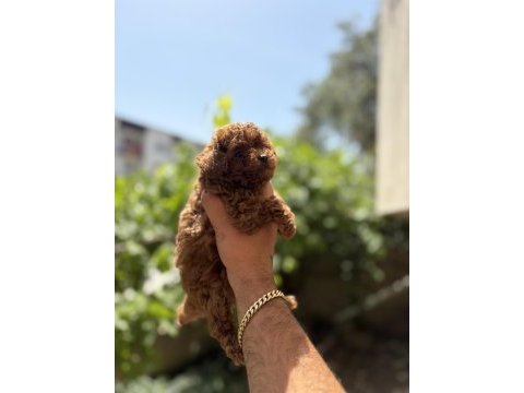 Orjinal kore toy poodle bebekler son 2 erkek kaldı