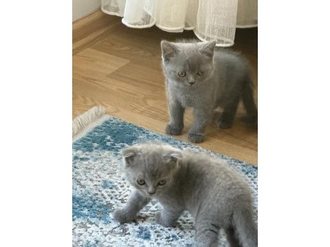 Orjinal scottish fold ve british shorthair 4 yavru