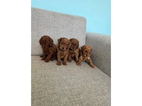 Kendi kızımın poodle bebekleri