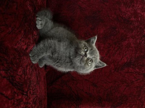 Cüce british shorthair bebek yeni yuvasına gitmeye hazır