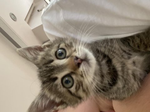 Ücretsiz tekir kedi sahiplenme