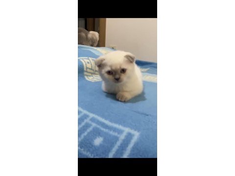 Scottish fold blue point dişi