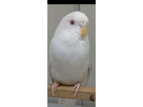 Muhabbet kuşu 3 aylık gaziantep