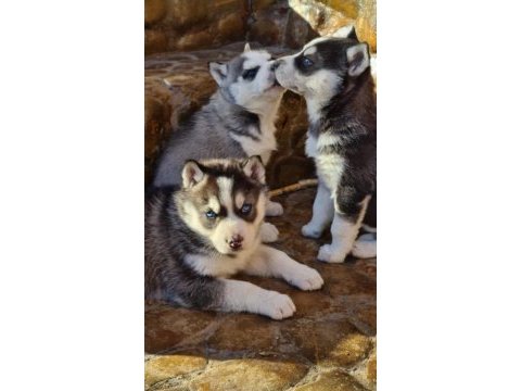 Safkan husky yavrularım