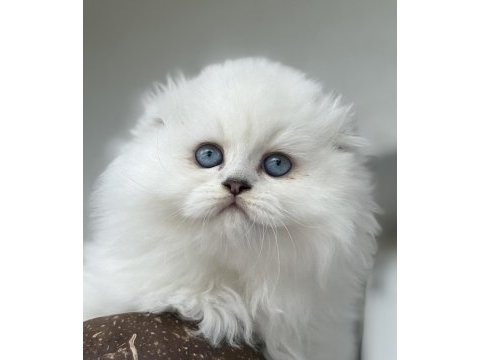 Scottish fold erkek yavru