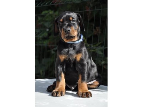 A şecereli doberman yavrular