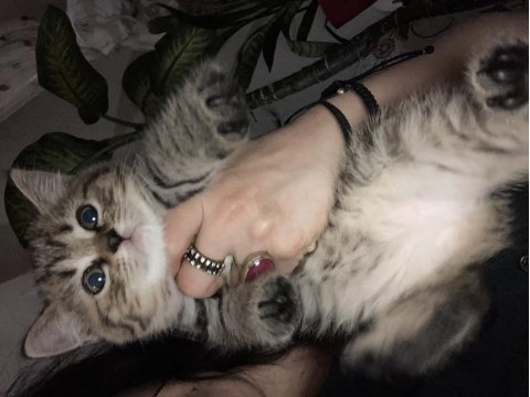 British silver shorthair ve british tabby black golden