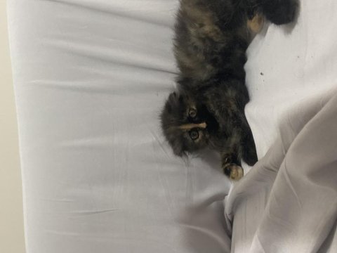 British longhair kırması