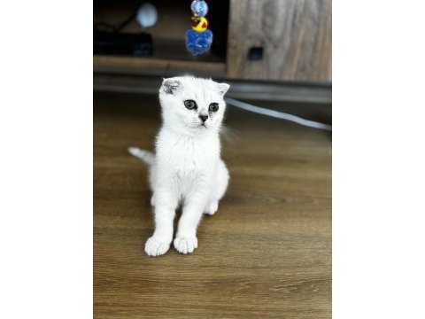Anne baba şecereli bebek kediler