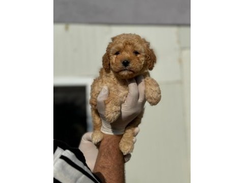 Maltipoo yavrularımızı canlı görerek alabilirsiniz