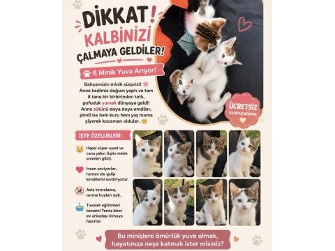 8 uysal yavru kedimiz