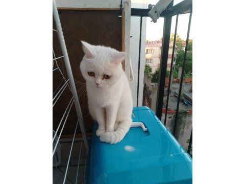 1 çift british shorthair