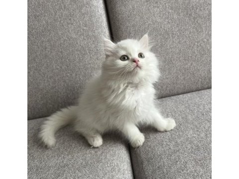 Kar beyazı british longhair yavrum
