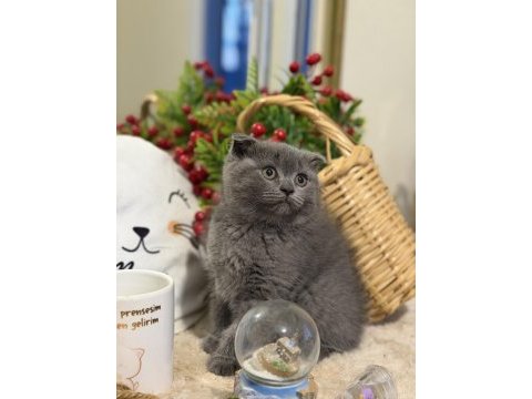 Dişi scottish fold bebeklerimiz