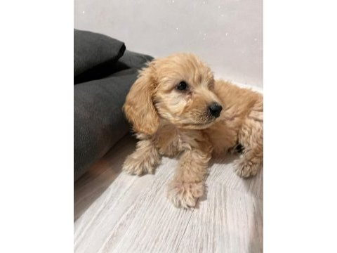Maltipoo bebekler