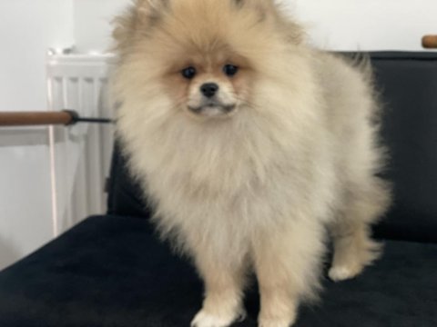 Ankaranın en seçkin ayı suratlı pomeranian yavruları