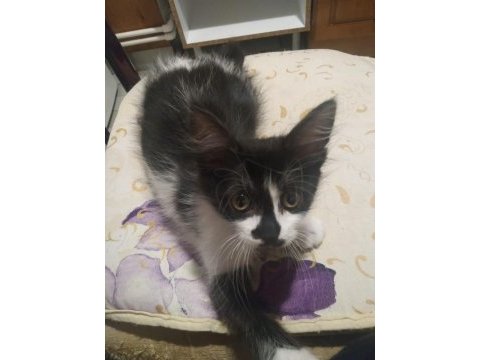 Yalnız kalan smokin kız kedimiz yuva arıyor