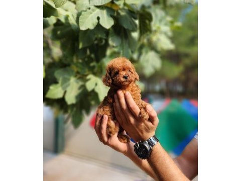 Poodle ailemize katılmak istemezmisiniz
