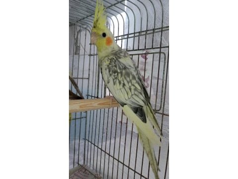 Yavru sultan papağanı