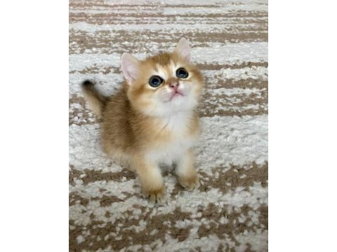 Safkan british shorthair golden erkek yavru