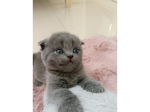 Gri scottish fold miniğe yuva