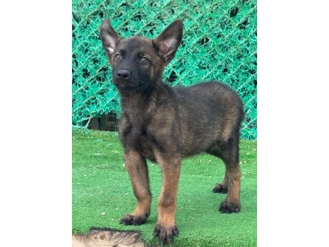 Sağlam kanattı sağlıklı malinois yavrular