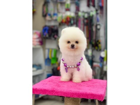 Pomeranian bebekleri