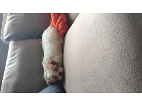 2 aylık sevimli oyuncu maltipoo ceku