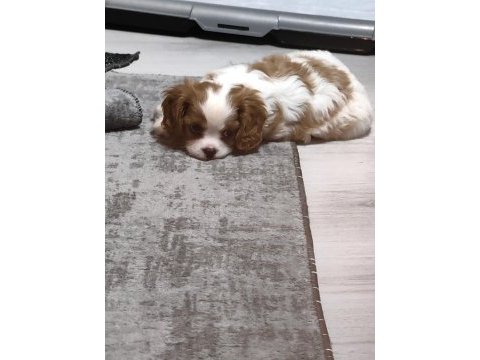 Ev ortamından safkan anne babanın cavalier çocukları