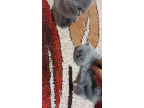 Scottish fold kedilerin yeni yuvalarını arıyoruz