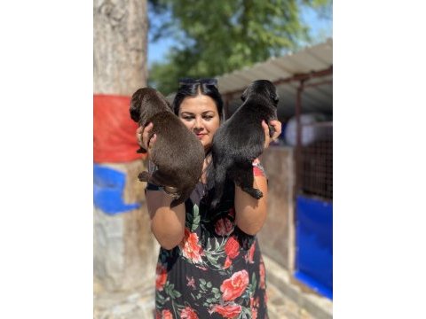 Çikolata labrador yavrularım