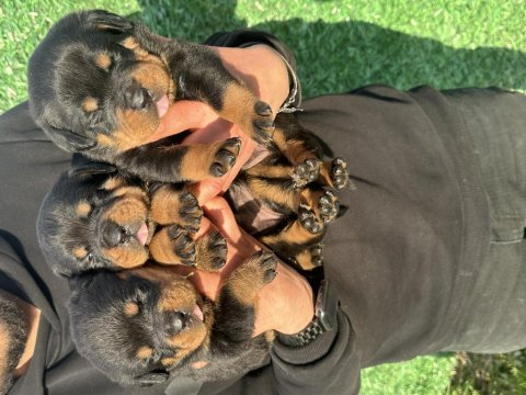 Grand türkiye şampiyonu anne babadan star rottweiler yavru