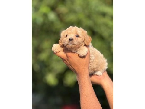 Premıum maltıpoo bebekler 